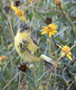 Lesser Goldfinch Juvenile
